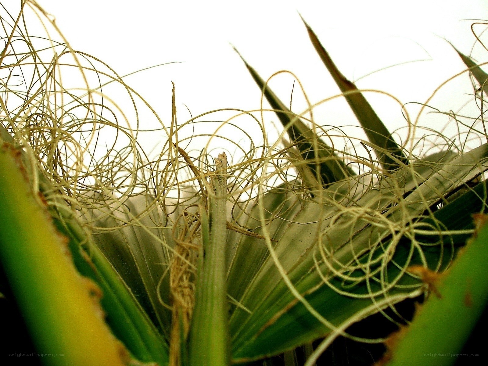 Close-up of spiky plant fibers