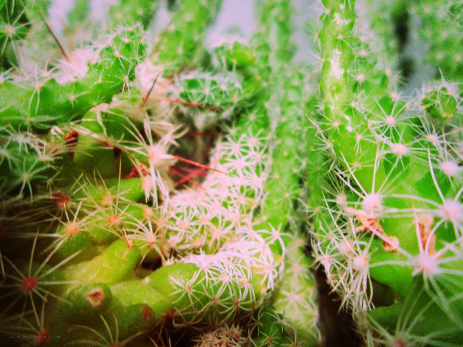 Close-up of spiny cacti