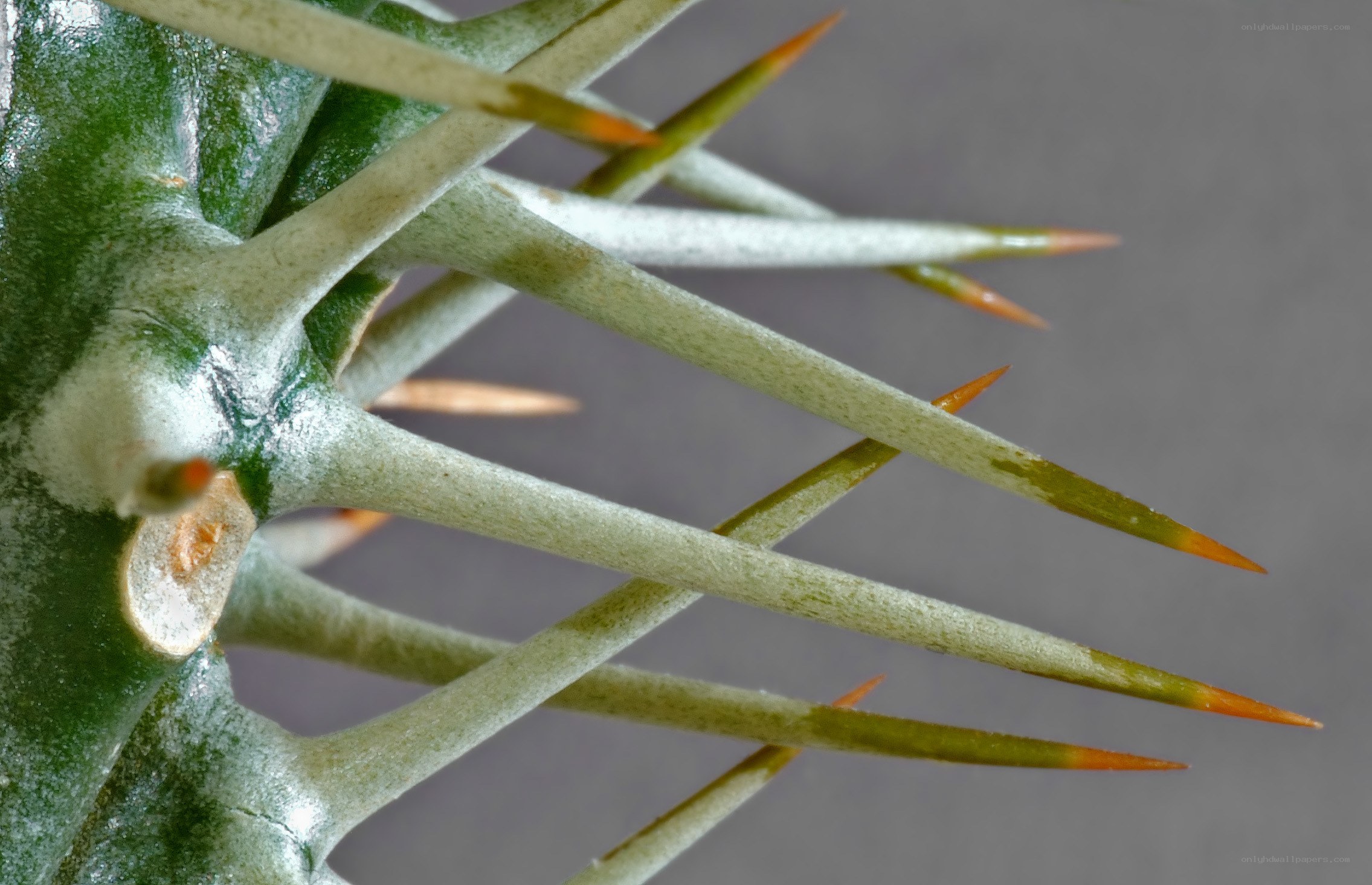 Close-up of spiny cactus stem