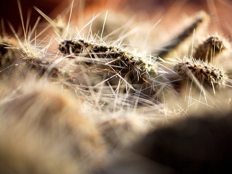 Close-up of spiny cactus