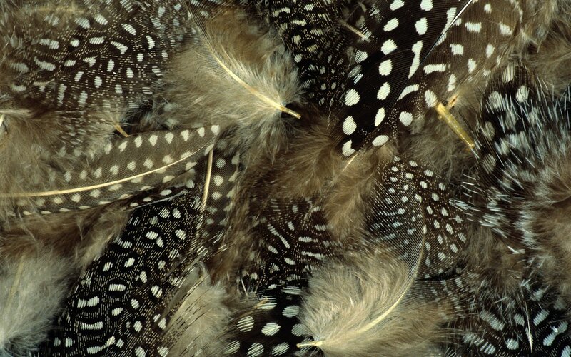 close-up of spotted feathers