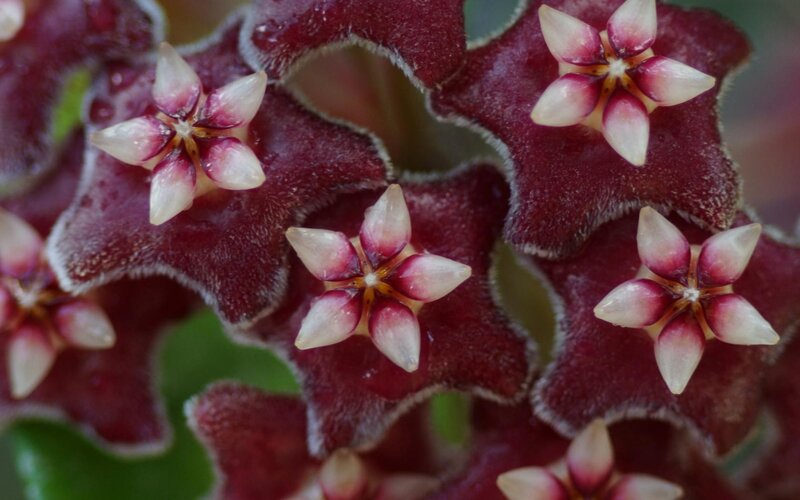 Close-up of star-shaped flowers