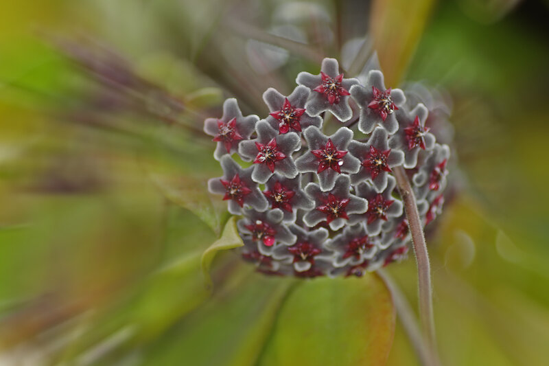 close-up of star-shaped flowers