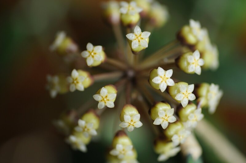 close-up of star-shaped flowers