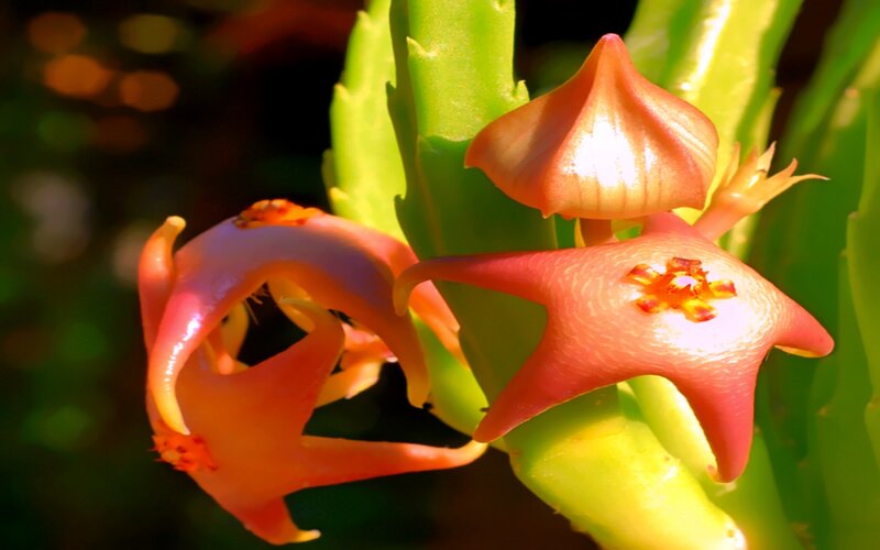 Close-up of star-shaped flowers