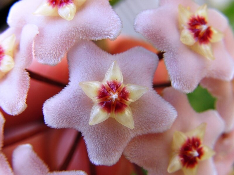Close-up of star-shaped flowers