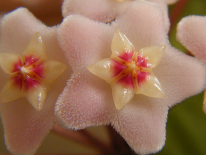 Close-up of star-shaped flowers