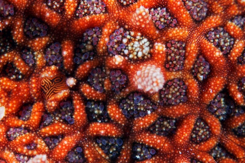 Close-up of Starfish — Orange