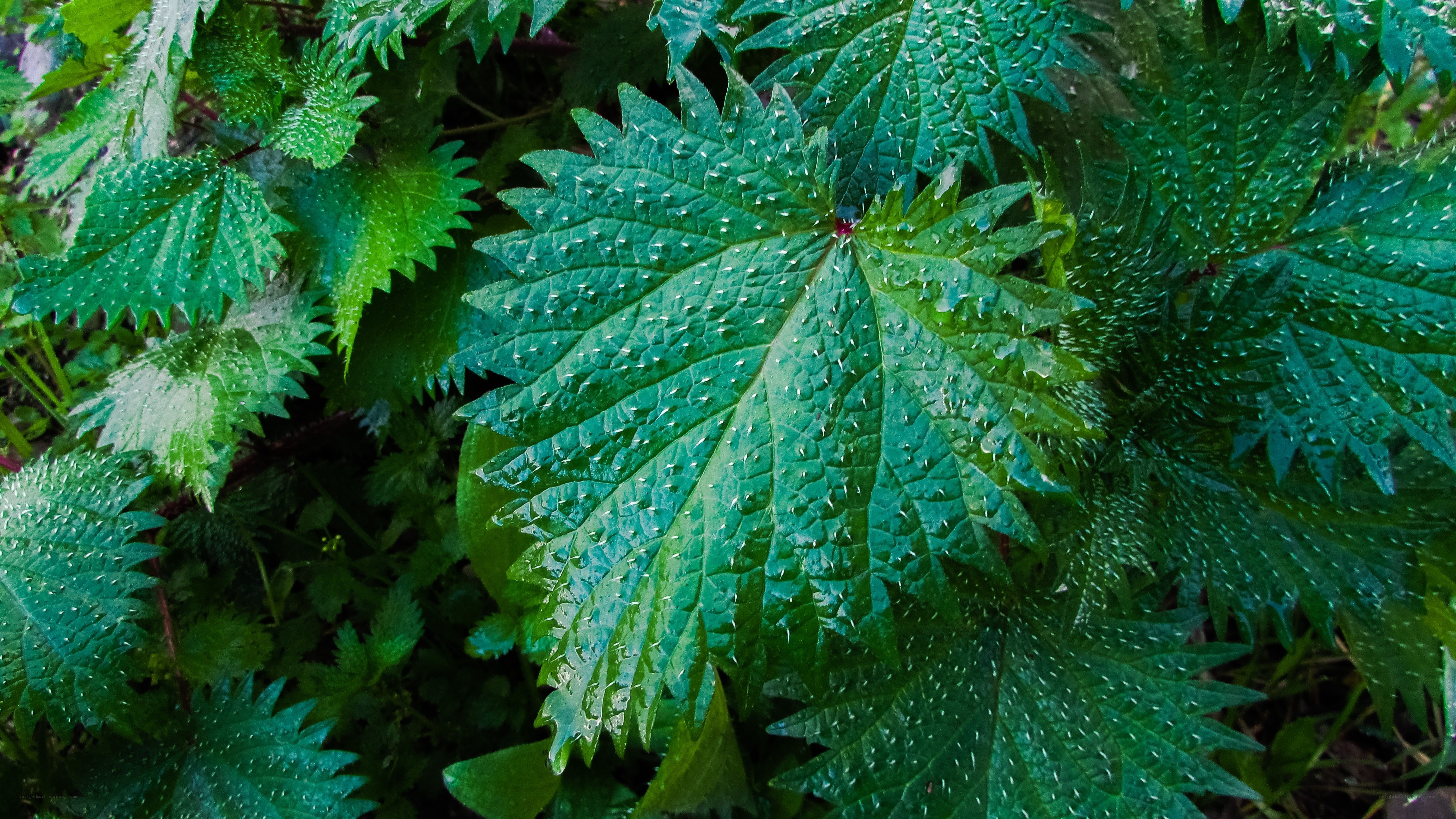 Close-up of stinging nettle leaves