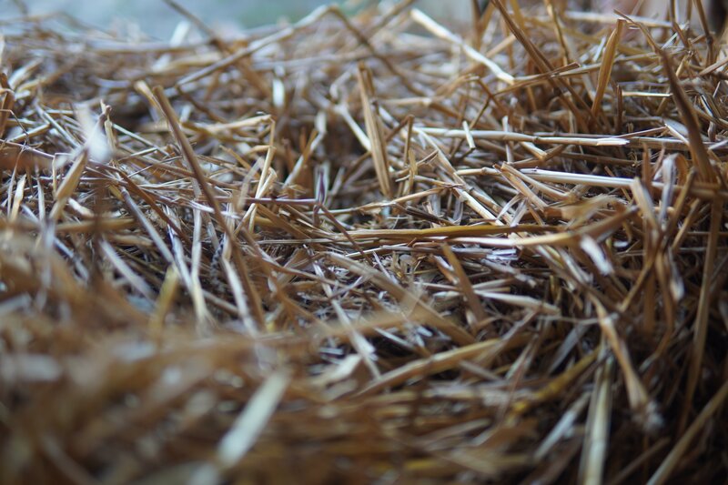 Close-up of Straw