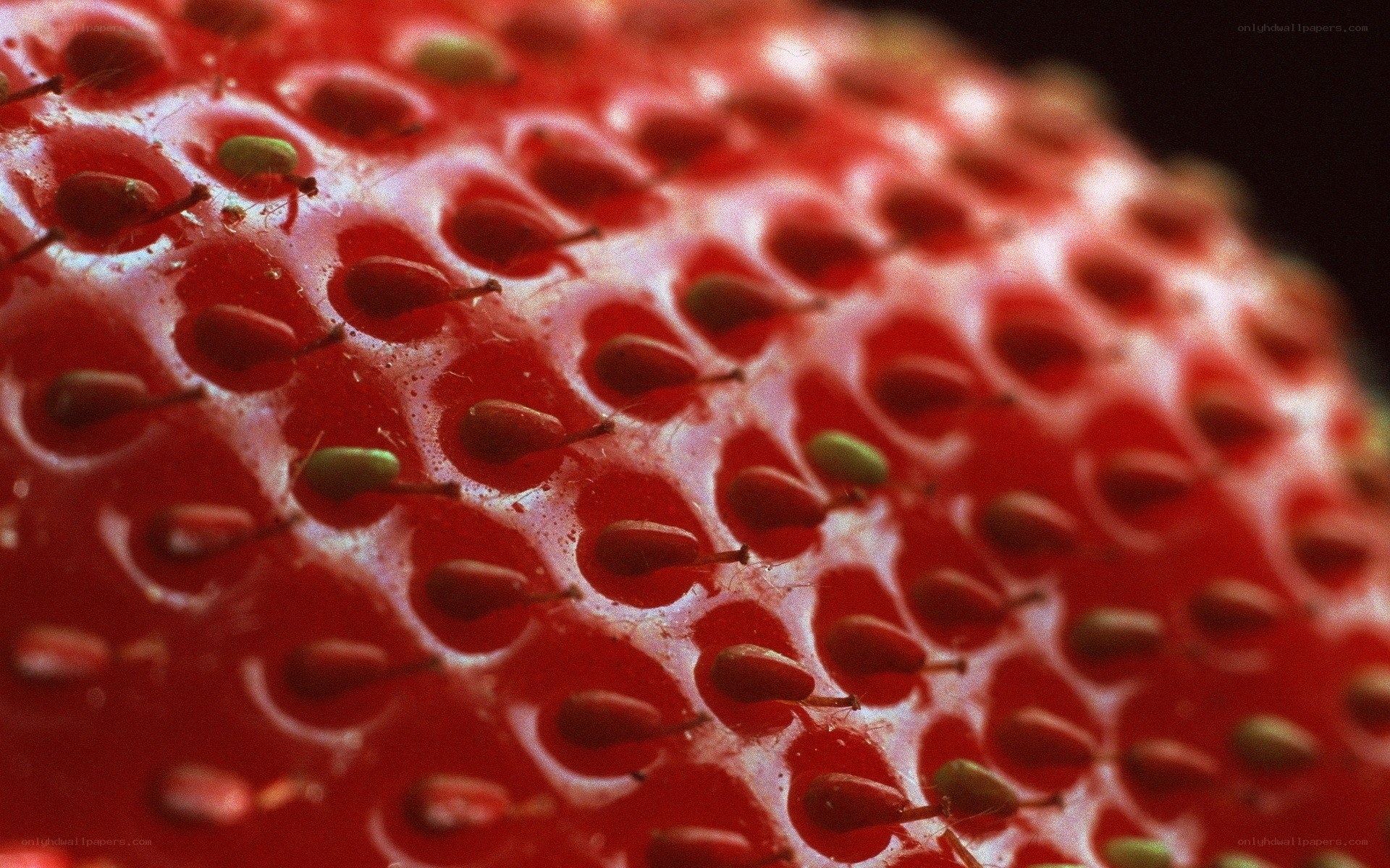 Close-up of strawberry surface
