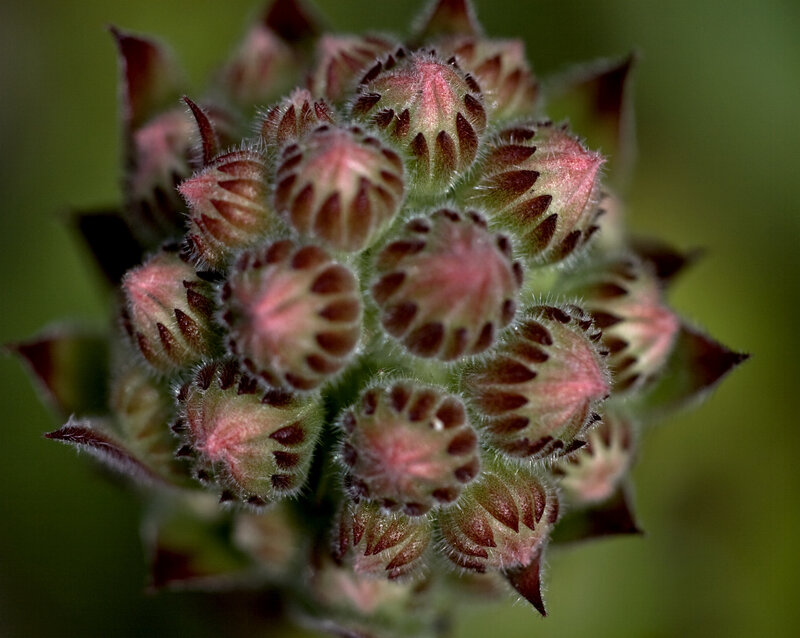 Close-up of succulent flower buds