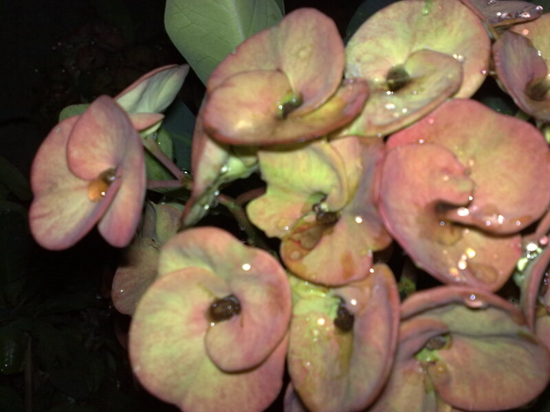 close-up of succulent flowers
