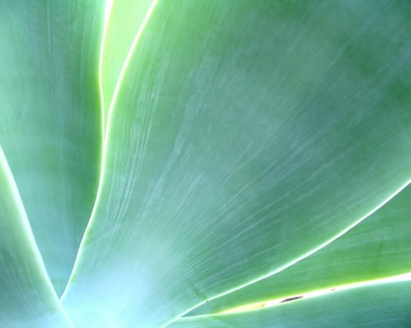 Close-up of Succulent Leaf — Green