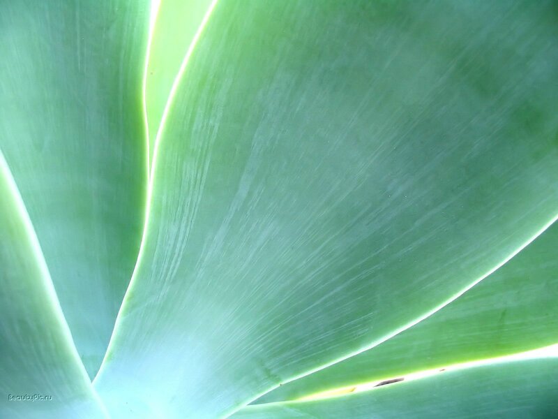 Close-up of Succulent Leaf