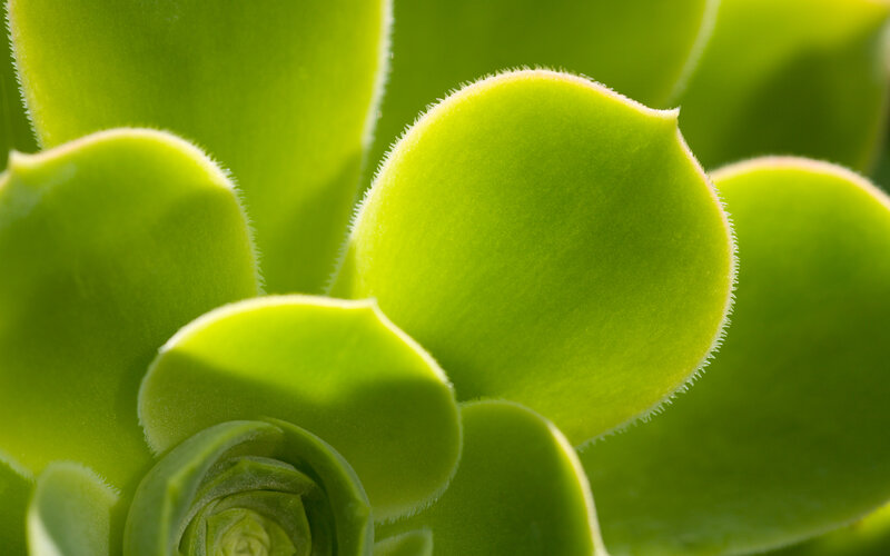 close-up of succulent leaves