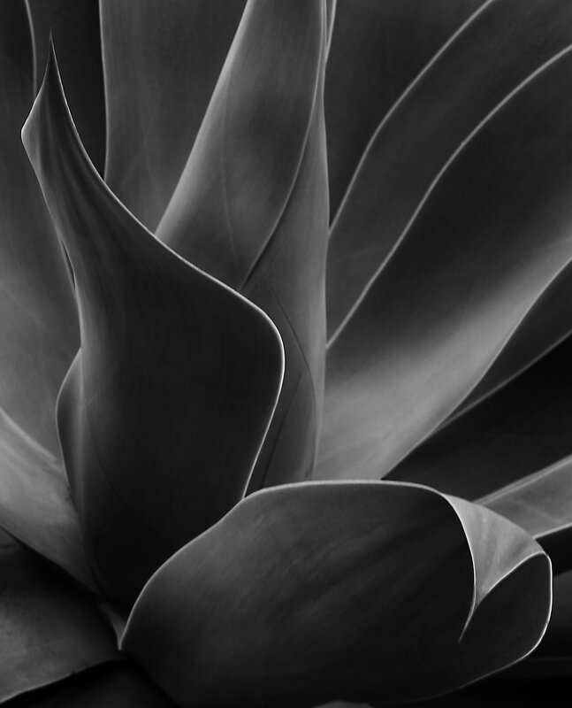 Close-up of succulent leaves