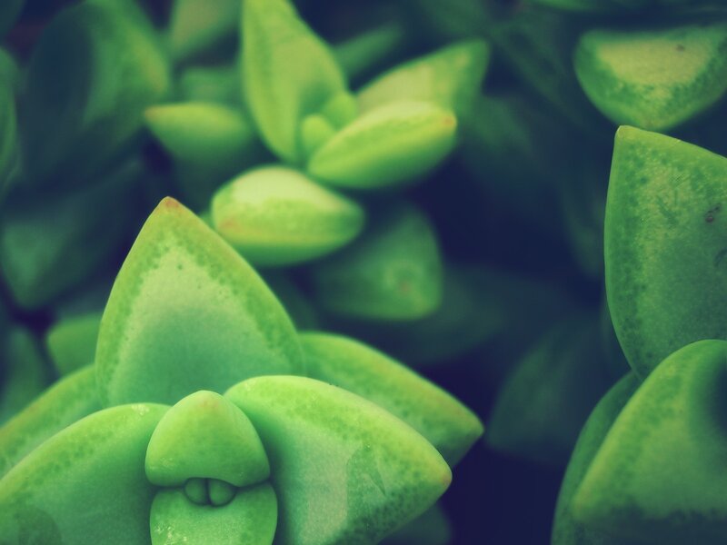Close-up of succulent leaves