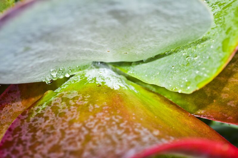 Close-up of succulent leaves