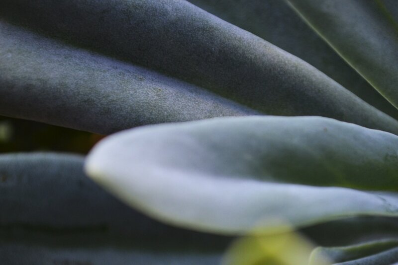close-up of succulent leaves