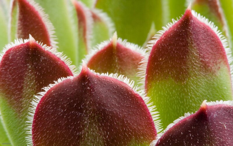 close-up of succulent leaves
