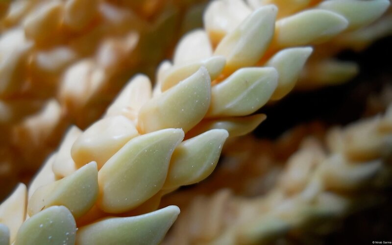 Close-up of succulent leaves