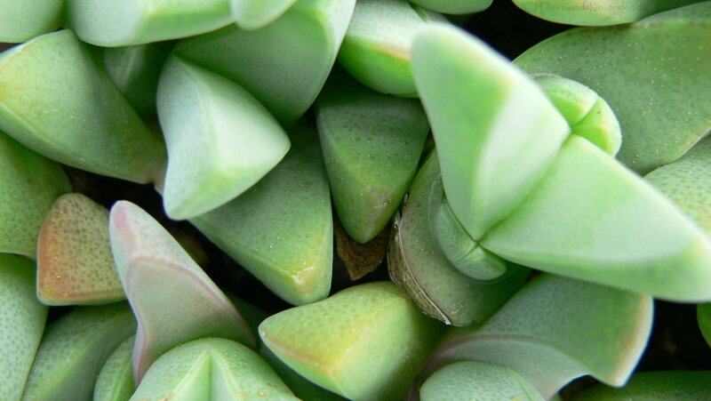 close-up of succulent leaves