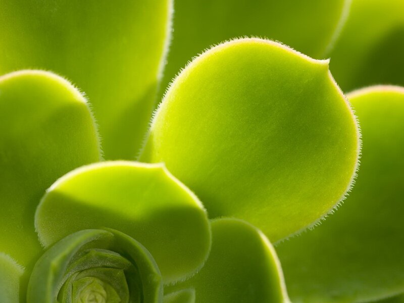 Close-up of succulent leaves
