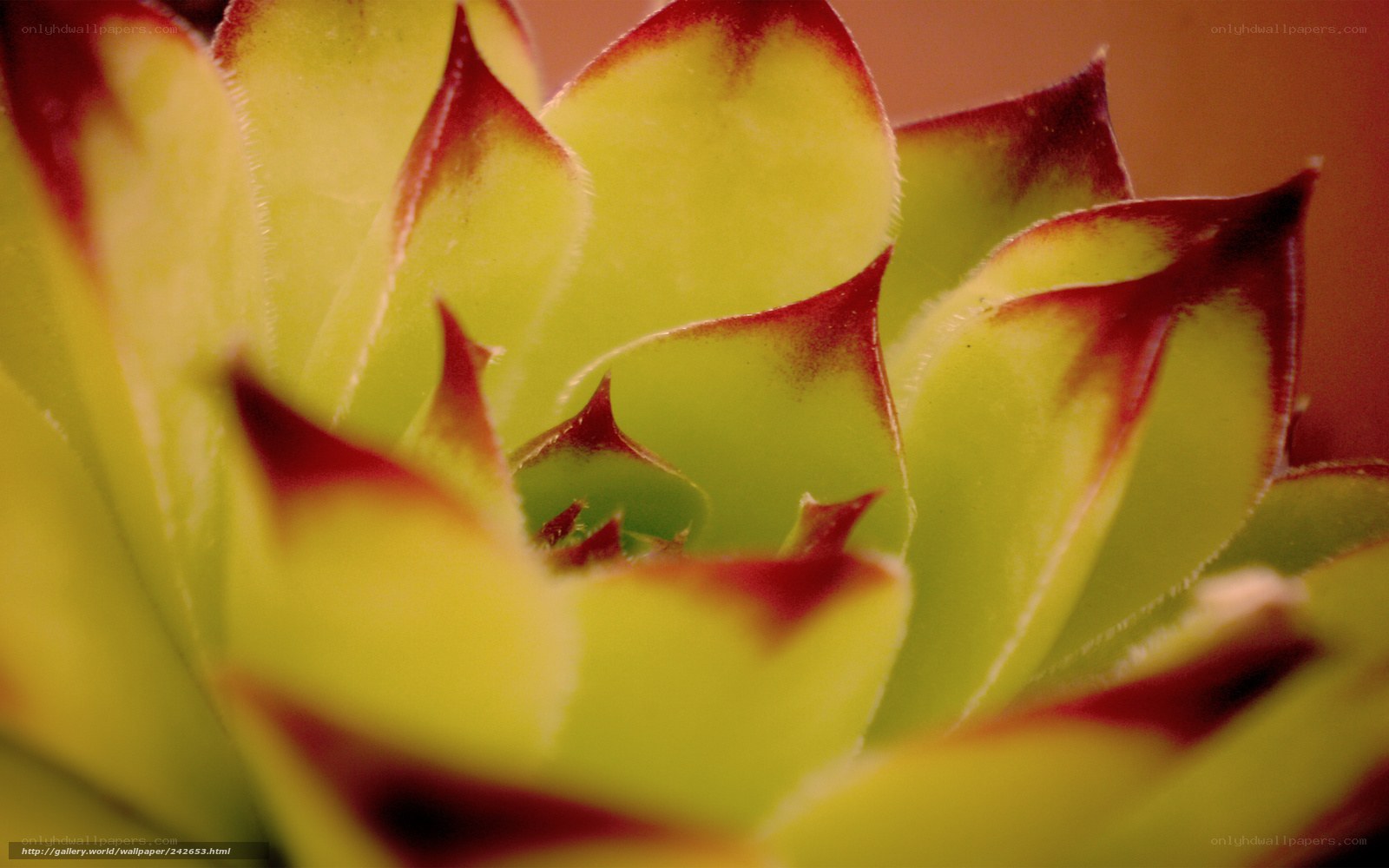 Close-up of succulent leaves