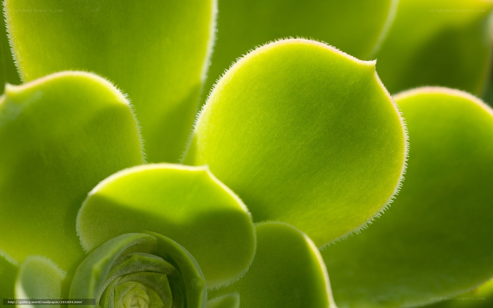 Close-up of succulent leaves