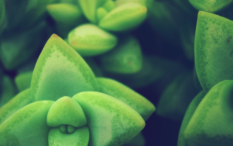 close-up of succulent leaves