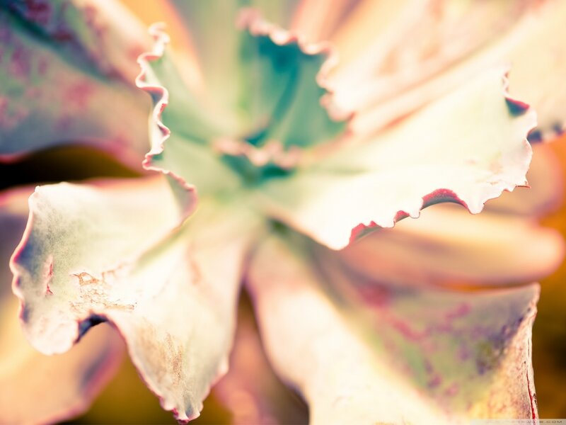 Close-up of succulent leaves