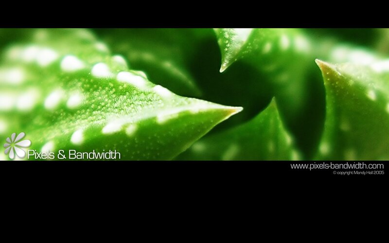 Close-up of succulent leaves