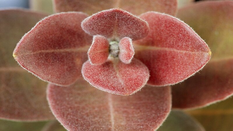 Close-up of Succulent Leaves — Red