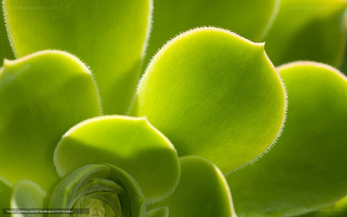 Close-up of succulent leaves