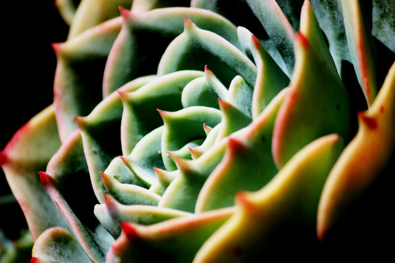Close-up of succulent plant