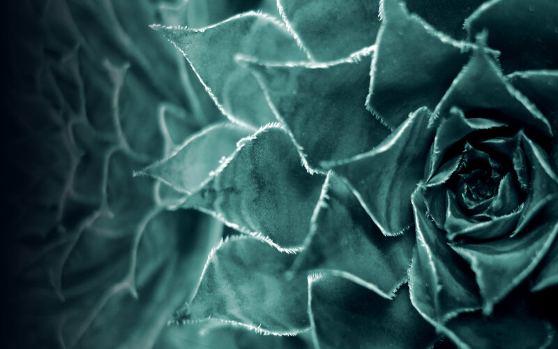 Close-up of succulent plant