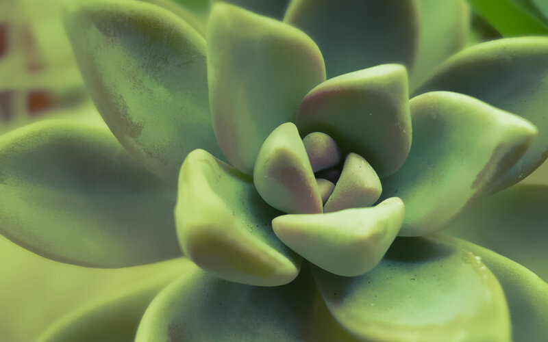 close-up of succulent plant