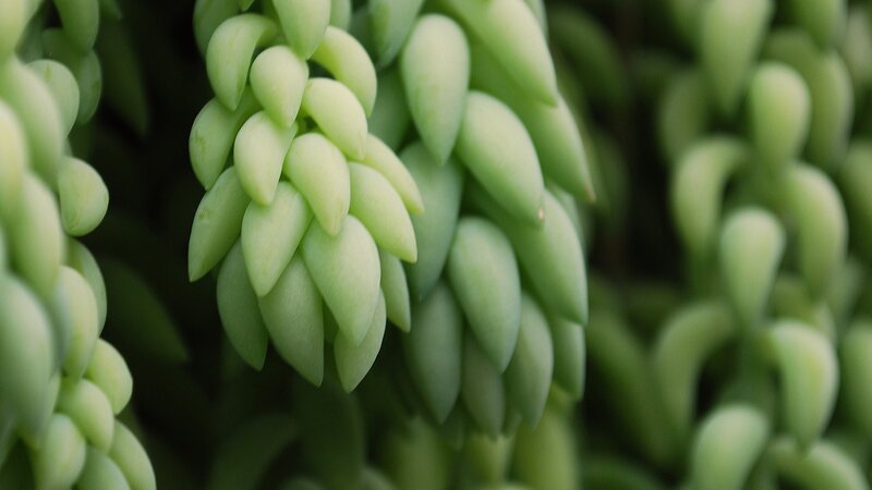 Close-up of succulent plant