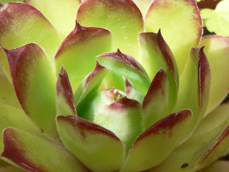 close-up of succulent plant