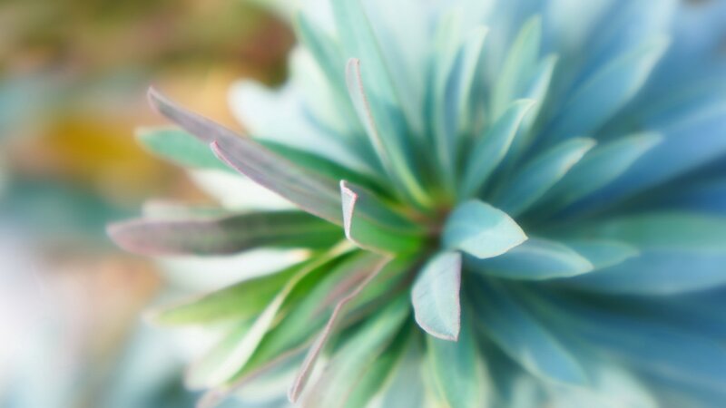 Close-up of Succulent Plant — Green, Serene