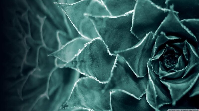 Close-up of Succulent Plant — Green