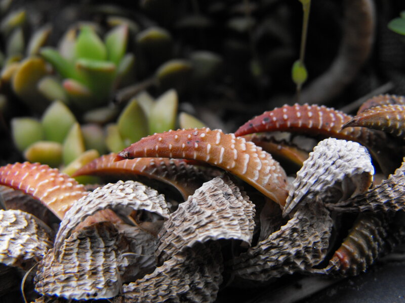 Close-up of succulent plants