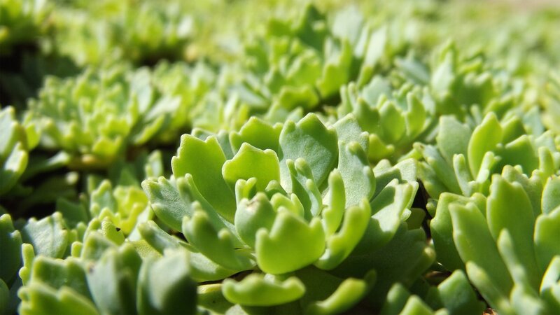 close-up of succulent plants