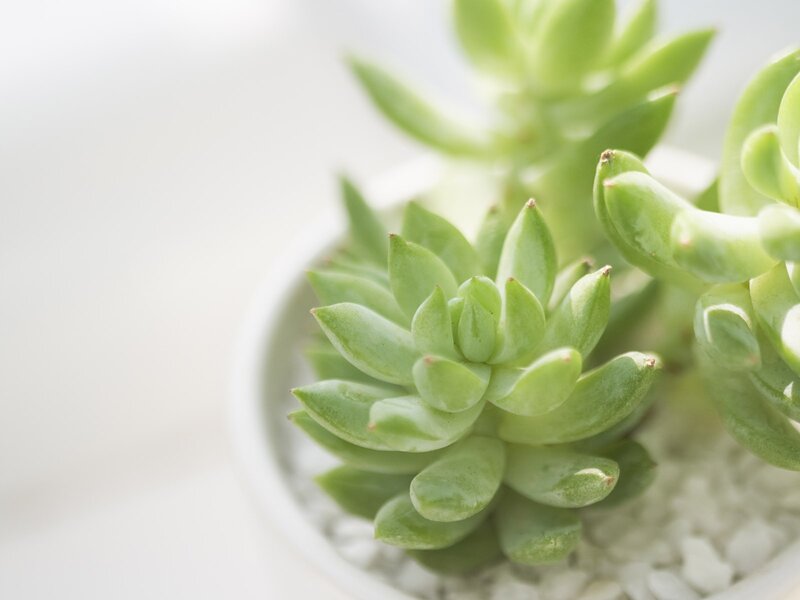 Close-up of succulent plants