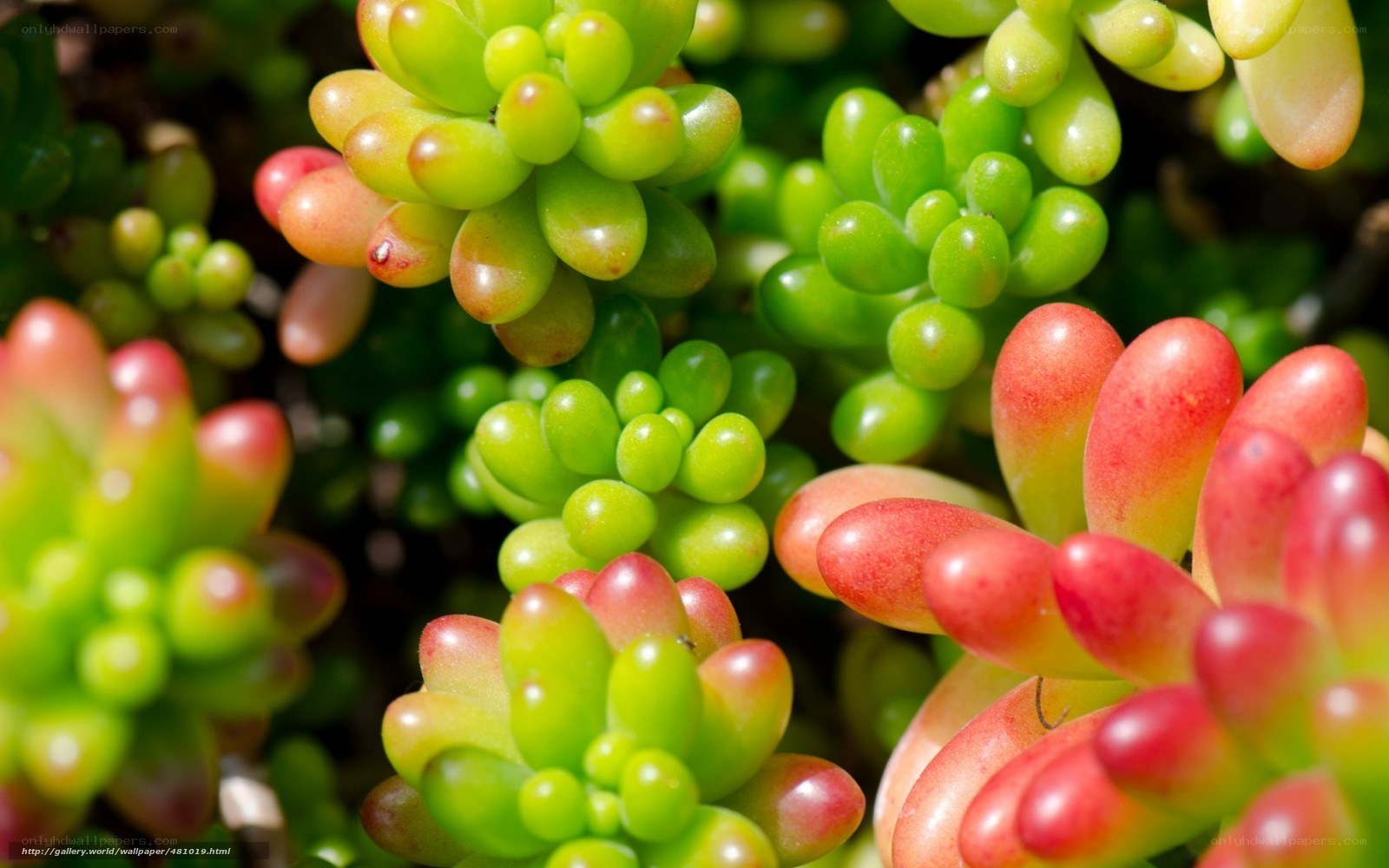 Close-up of succulent plants