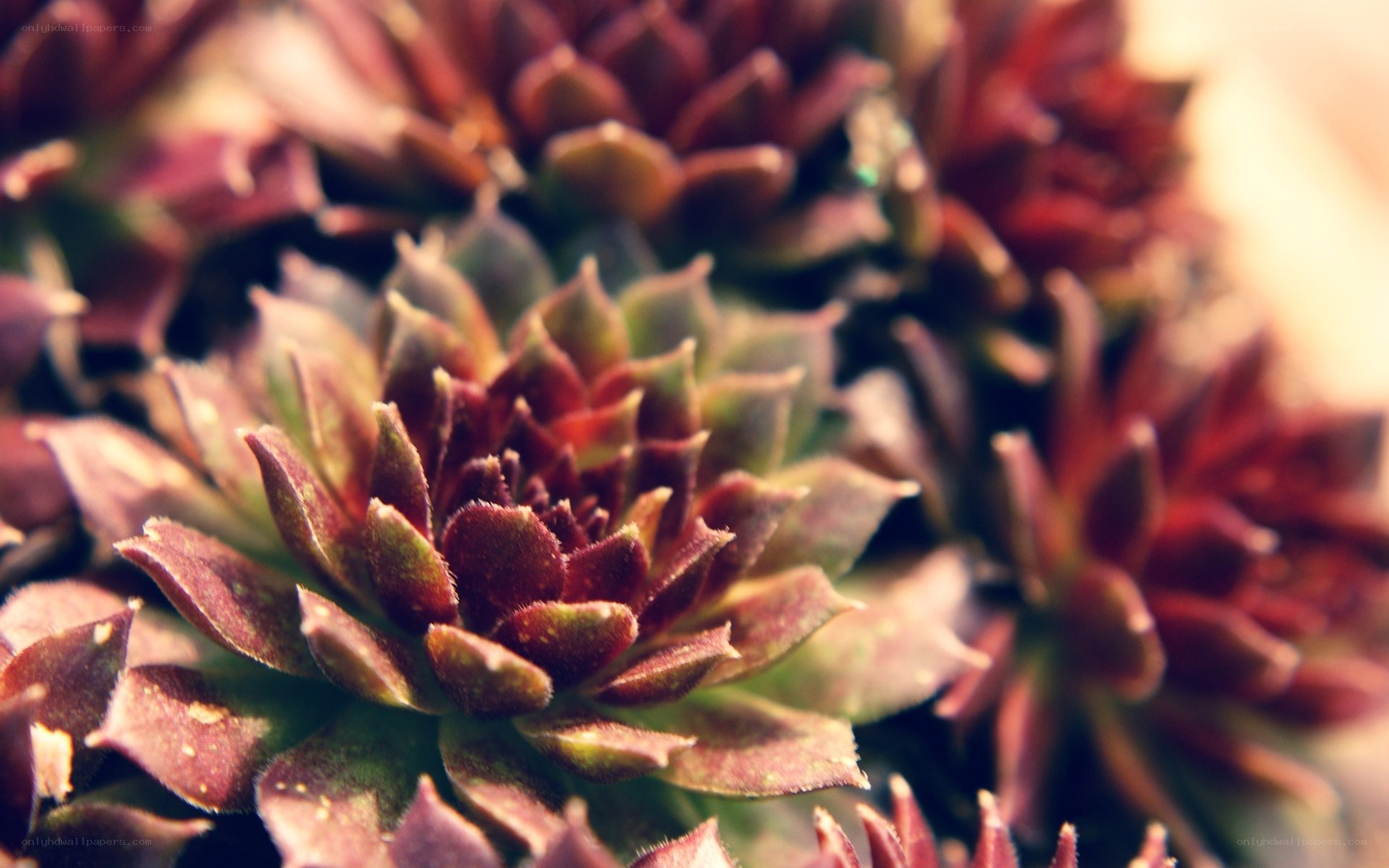 Close-up of succulent rosettes