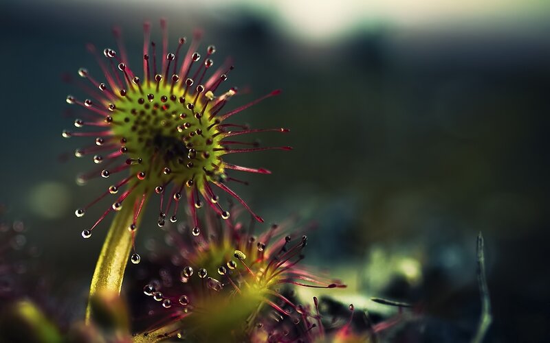close-up of sundew plant