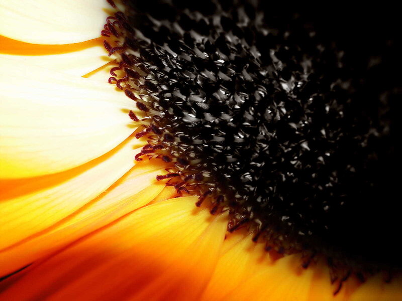 close-up of sunflower center