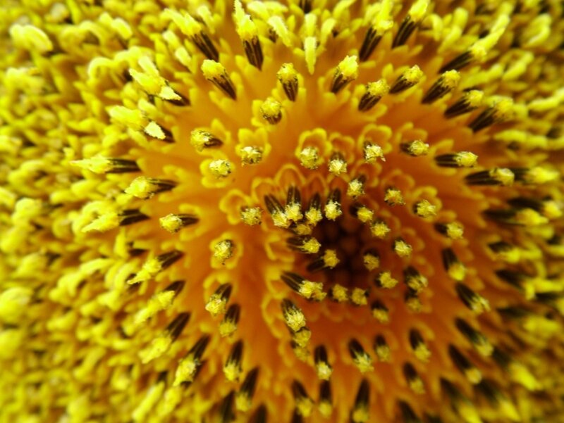 Close-up of sunflower center